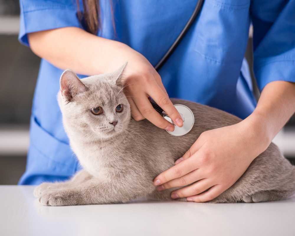 Logo SOUSA MEDICINA VETERINARIA