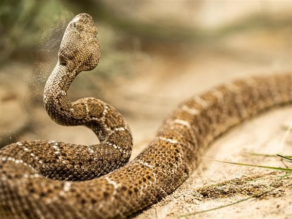 SERPENTARIO DIAS