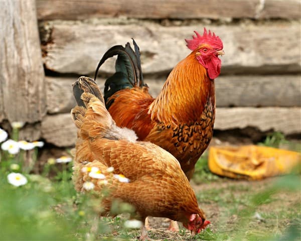 MIL FRANGO