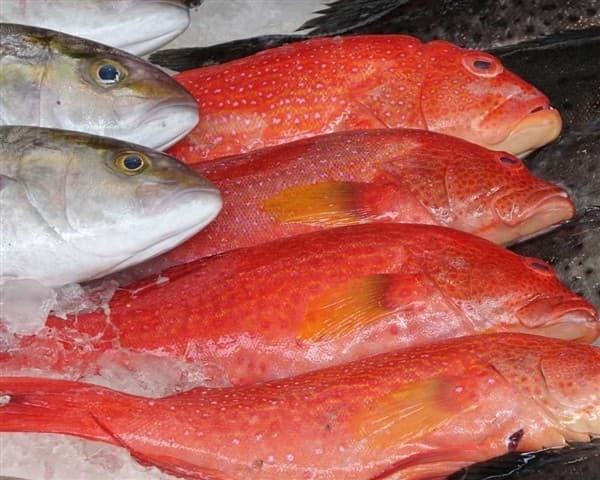 PEIXARIA-MARIA ANGELICA BARBOSA