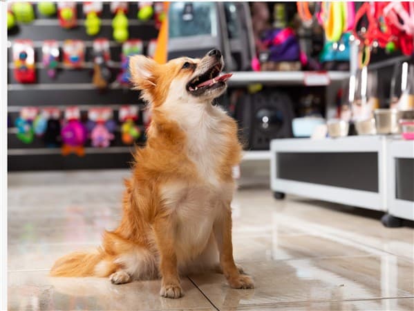 PET SHOP-EMERSON GUARNIERI MORELLI