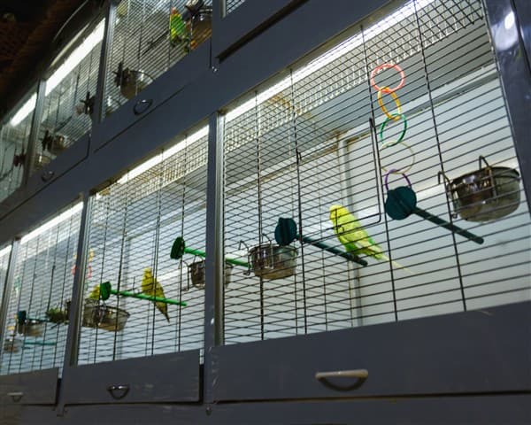 PET HOUSE
