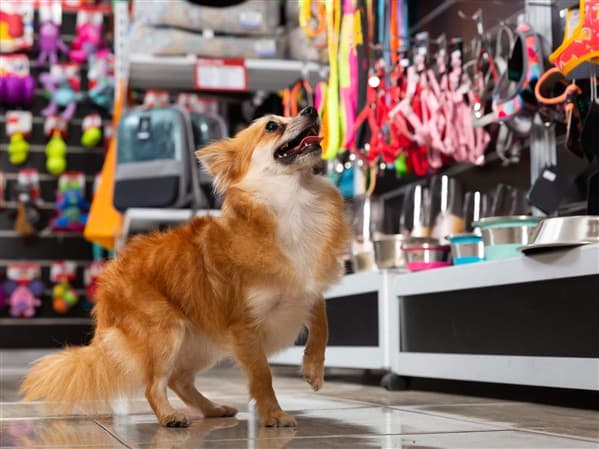 PET SHOP - LUIZ AUGUSTO